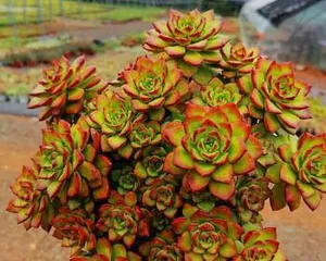 The Cultivation Method of Sedum Tia (Creating a Beautiful Succulent Garden)