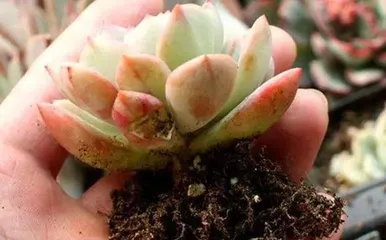 How to water succulent old stems? (Scientific watering techniques to make old stems more vibrant)