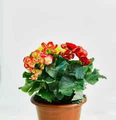 The overwintering management methods for hawthorn flowers (Winter care techniques for hawthorn flowers)