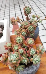 Detailed cultivation and care of the succulent Ruol (Simple and easy to learn, letting you also easily keep Ruol!)