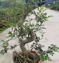 How to water Zelkova correctly? (Master the correct watering time and method to ensure your Zelkova grows healthily)