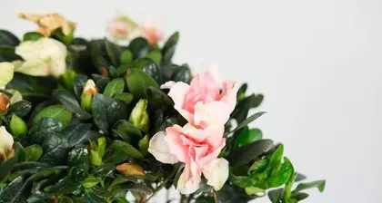 When is the blooming season of azaleas? (Detailed analysis of azalea blooming time and care techniques)