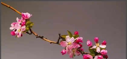 The alias of hawthorn flower (Exploring the beautiful names of hawthorn flower in different places)