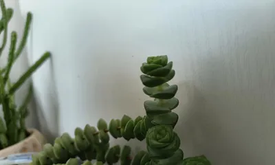 What should I do if succulents grow too tall? (Comprehensive solutions for tall succulents, from adjusting the environment to pruning methods!)