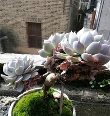 How to care for a beautiful Blue Stone莲花？（To create beautiful Blue Stone succulents, don't miss these care tips！）