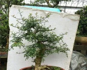The Feng Shui Symbolism and Placement of Fraxinella (Inheriting Chinese Culture, Continuing Family Lineage—Various Uses and Traditional Placement Methods of Fraxinella)