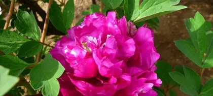 Unveiling the Mysterious Colors of Peonies (Exploring the Unique Charm and Color Mysteries of Peonies)