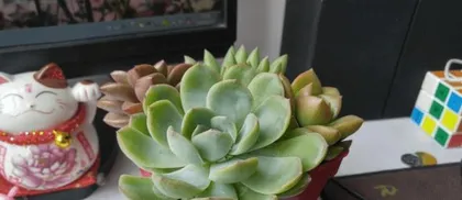 How to properly prune succulents? (Pruning time, methods, step-by-step illustrations.)