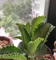 Sunbathing for succulents, are you really basking them right? (The correct way to provide sunlight for succulents, let your plants grow healthily)