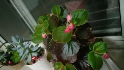 How to choose the right pot for a flowering crab to provide an ideal growing environment? (Analysis of the impact of pot size, material, and soil on the growth of flowering crabs)