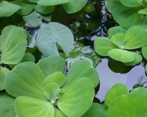 Waterproof Flower Recommendations (Create a Water Oasis, Let Flowers Play in Water)