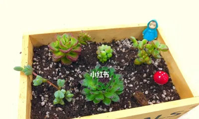 Succulent Planting Guide: Comprehensive Analysis from Selection to Care