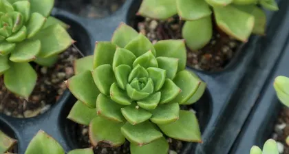 Rain Bath for Succulents (Don't worry, let them get rained on!)