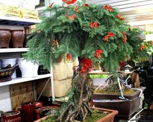 Care and Management of Araucaria (From Cultivation to Pruning, Ensuring Healthy Growth of Araucaria)