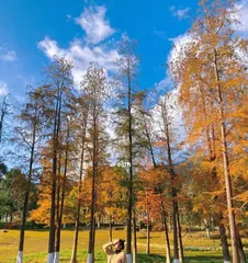 Challenge the Extreme Cold (Exploring the Characteristics and Adaptability of Cold-Tolerant Tree Species)