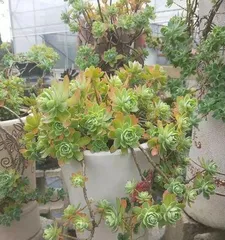 Creating Succulent Old Trunks: Making Your Plants More Charming (How to Transform Succulents into Old Trunks through Pruning and Care?) 2