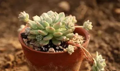 Is it feasible to water succulents with beer water? (The effects of beer water on succulents and watering techniques)