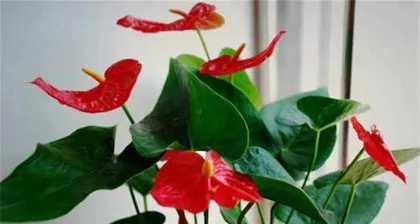 The Feng Shui of Eight Treasures Stonecrop (Placement and Meaning Analysis)