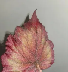 The reasons and treatment methods for blackened leaves of hawthorn flowers (How to prevent and solve the problem of blackened leaves on hawthorn flowers)