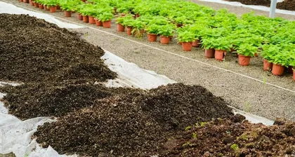 How to pot succulents? - The best soil mix for succulent plants (fertilizer, aeration, drainage - creating the golden soil mix for succulent growth)