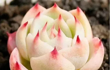 Watering succulents with beer? Do you know these precautions (correct methods to keep succulents healthier, what are the taboos of watering succulents with beer?)