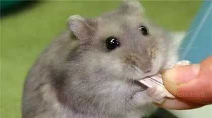 The dietary habits of hamsters—grapes can also be a snack! (Do pets need diverse foods? Can hamsters eat grapes?)