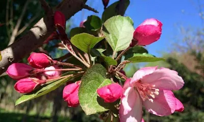 Cultivation Tips for Flowering Cherry Trees - Sun-Loving or Shade-Loving? (Unveiling the Mystery of Flowering Cherry Tree Growth Environment)