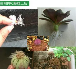 How to divide succulents? Revealing the best time for division and propagation methods! (Share succulent propagation tips to make your garden more colorful and diverse!)
