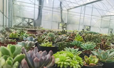 Landscaping Techniques for Succulents (Comprehensive Guide on Growing Succulents in the Ground from Site Selection to Maintenance)