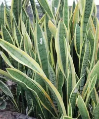 The Beauty of the Short-leaf Snake Plant Blooming (Exploring the Colors and Shapes of the Short-leaf Snake Plant's Flowers)