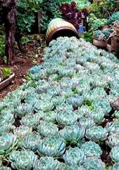多肉植物的地栽技巧(从选地到养护,全面解析多肉的地栽方法)3