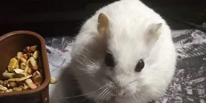 Can hamsters eat peanuts? Exploring the diversity of hamster diets (understanding hamster dietary needs and the nutritional composition of peanuts)