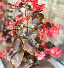 The Rose of Sharon enjoys sunny planting and care (making the flowers more beautiful - The Complete Guide to Sun Care for Rose of Sharon)