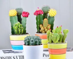 Should succulents grow indoors or outdoors? (Exploring the pros and cons of growing succulents indoors and outdoors)