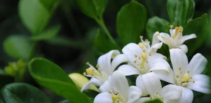 Explore the blooming time and characteristics of the Eight Treasure Flower (Learn about the varieties and blooming period of the Eight Treasure Flower)