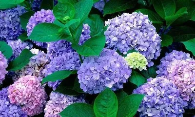 Key Principles for Growing Short-Day Flowers (Mastering Daylight Requirements to Keep Flowers Vibrant)