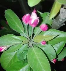 The hawthorn flower loves fertilizer. How to choose the right fertilizer? (Types of fertilizer and application time, precautions)