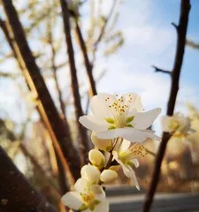 Trees that do not bloom (Exploring tree species and their characteristics)