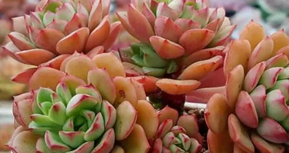 How to plant succulents correctly? (Succulent planting methods and precautions)