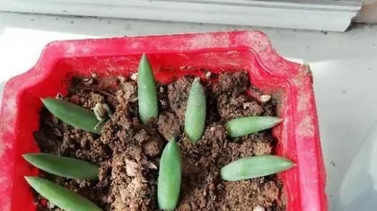 The propagation method of succulent cuttings (how to propagate succulents using cuttings)