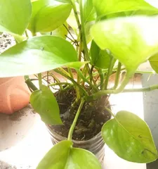 Is it feasible to water plants with beer without diluting it? (Exploring the role of beer in plant growth and its applicable scope)