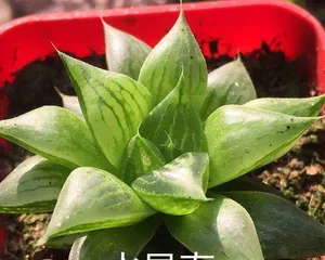 Detailed Propagation of Echeveria 'Lanzhu' (Methods and Precautions to Help You Master It Easily)
