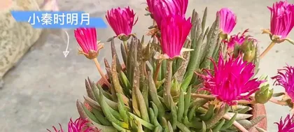 What is the meaning of succulent blooming? (Interpreting the symbolism and omens of succulent plants)