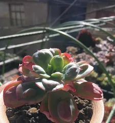 Stemming Solutions for Raindrop Succulents (Causes and Prevention Methods of Raindrop Succulent Etiolation)