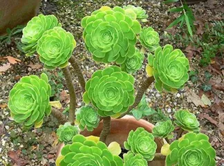 The Symbolism and Meaning of Succulent Blooming (Interpreting the Auspicious Significance of Succulent Blooming from Multiple Perspectives)