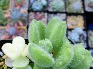 Are succulent plants poisonous? Can they be kept indoors? (Exploring the toxic components of succulents and their suitable growing environment) 2
