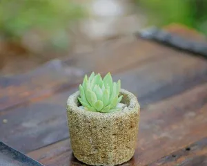 Succulent Planting (How to Choose the Right Pot Size for Succulents?)