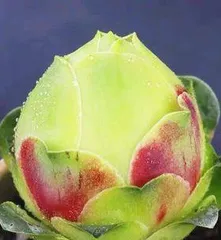 The Care Method for Echeveria Tumbler Rose (Beautiful Echeveria Tumbler Rose, How to Make It Grow Better?)