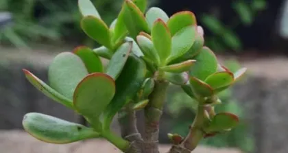 The Cultivation Method of String of Pearls (Creating Beautiful Potted Plants,)