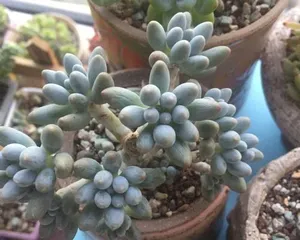 Succulent Baby Finger Planting and Care (Creating a Charming Succulent Garden, Mastering Growth Techniques for Baby Finger) 3